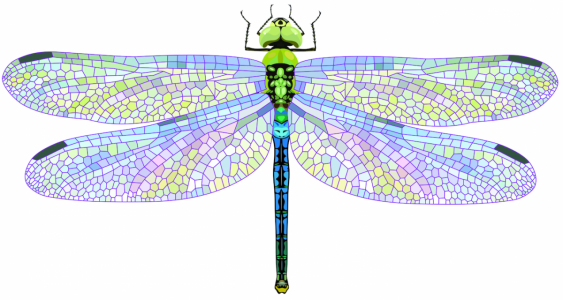 Dragonfly with mosaic coloured wings