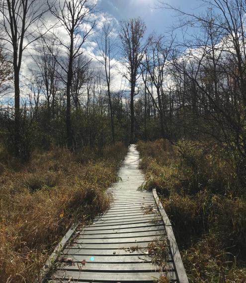 A photo of a boardwalk trail in the University of Guelph Arboretum. 