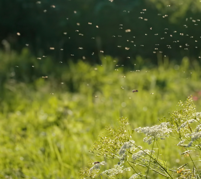 A field of wildflowers and green grass with a lot of insects flying in the air.