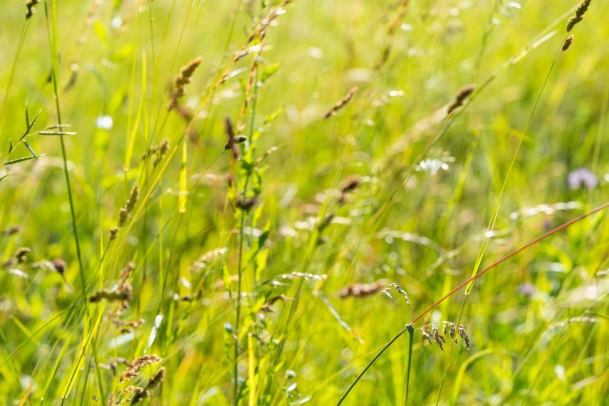 A field of Hierochloe odorata (sweetgrass). 