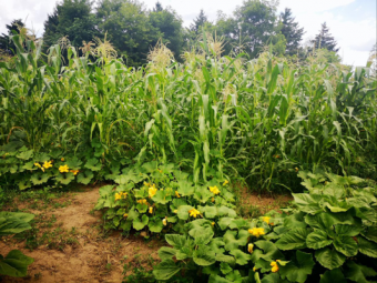 The Three Sisters (corn, beans, squash) growing at the Steckle garden. 