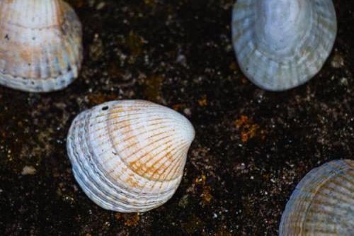 Seashells laying on top of dirt. 